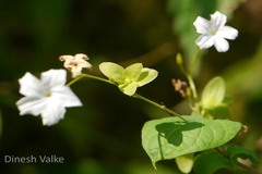 Porana racemosa